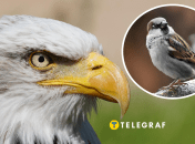 Колаж "Телеграфу"