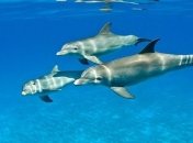 Дельфинов хотят научить спасать вымирающих морских животных