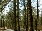 Погода в Украине на 17 февраля: день ясный, без осадков 