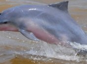 В Венесуэле голод -  начали есть дельфинов (фото)