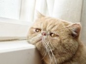 Кому из знаков Зодиака не повезет в сентябре 2022 года