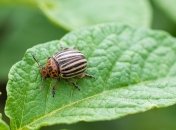 Вредители будут сами бежать к ловушке