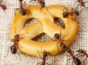 Избавиться от мелких вредителей можно, используя разные способы