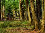 Исследователи мира обратили внимание, что состояние деревьев значительно ухудшилось