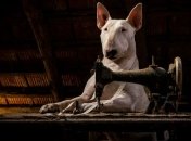 Необычное путешествие собаки по заброшенным местам (Фото) 