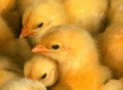 Россельхознадзор не пропустил в Крым курятину и живых цыплят