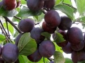 Полезные свойства сливы