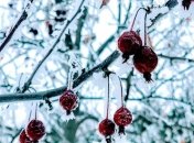 4 января - приметы и обряды в день святой Анастасии