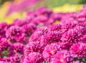 Хризантемы - украшение любого участка