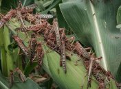 Сарана на рослині