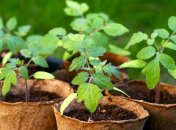 Пора заняться рассадой