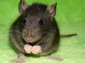 Мышиное сердце вырастили из человеческих стволовых клеток