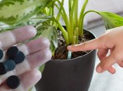 Як підживити квіти активованим вугіллям