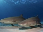 Почему акула никогда не спит? 
