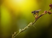 Есть много эффективных и натуральных способов против насекомых