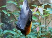 Не единственный: у летучих мышей нашли еще шесть новых типов коронавируса