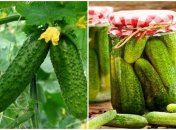 Сезон консервации огурцов в самом разгаре