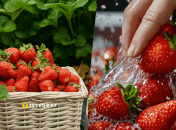 Лайфхак зі зберігання полуниці