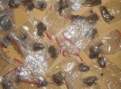 Столичная полиция задержала "закладчика" (Фото)