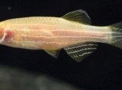 В организме человека нашли гены, отвечающие за регенерацию конечностей