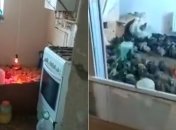 "Фабрика Нашей Рябы": сеть обсуждает видео дома, который арендаторы превратили в курятник