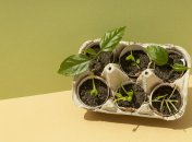 Выращивать рассаду можно в контейнерах из-под яиц