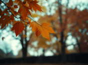 Осінь уже починає заявляти про свої права