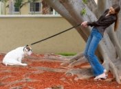 Овни, Леви та Водолії — ті ще упертюхи