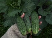 Правильна техніка поливу допоможе збільшити врожайність огірків