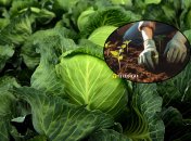 Ультраранние сорта капусты