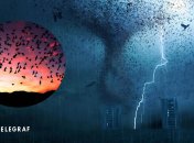 Птицы в небе