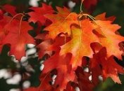 Погода 19 октября: синоптики обещают последний теплый день 