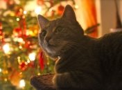 Сделали расклад Таро для каждого знака Зодиака на неделю с 18 по 24 декабря