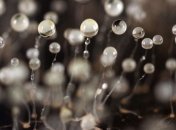 Ученые научились "обучать" бактерии фермерству  