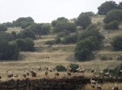 Израиль ответил на ракетный обстрел Голанских высот