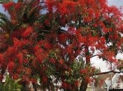 В Австралии на перенос 80-летнего брахихитона потратят $100 тысяч