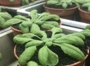 Разработан новый метод для растений повысить поглощение CO2 