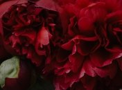 Соседи будут завидовать таким цветам