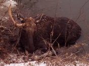 Под Харьковом спасатели вытащили из заледеневшей реки лося