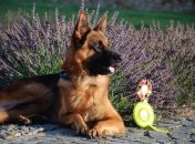 Карбон тренується із самого свого дитинства