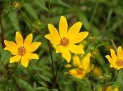 Какими лечебными свойствами обладает череда