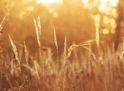 Погодные крайности: в Украине прогнозируют ливни, грозы и жару