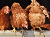 Украина будет отправлять яйца и мясо курицы в Сингапур