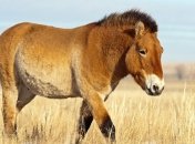 Ученые разгадали загадку легендарных скифских лошадей