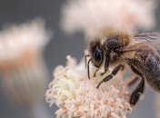 Новое исследование объяснило, почему пчелы становятся агрессивными и необучаемыми