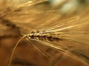 Українські аграрії експортували вже 38 мільйонів тонн зернових