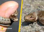 Мідянка звичайна