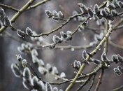 Вербное воскресенье отмечают 17 апреля