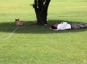 Жара увеличивает риск смерти от заболеваний сердца