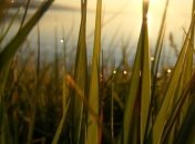 Правильно поливаем сад и огород